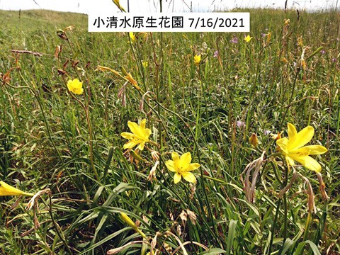 小清水の原生花園 ベストは6月下旬