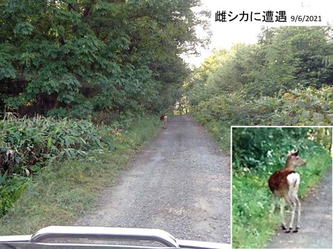 鹿の出没状況 今年は?