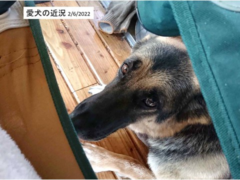 愛犬の近況 だいぶ弱ったが