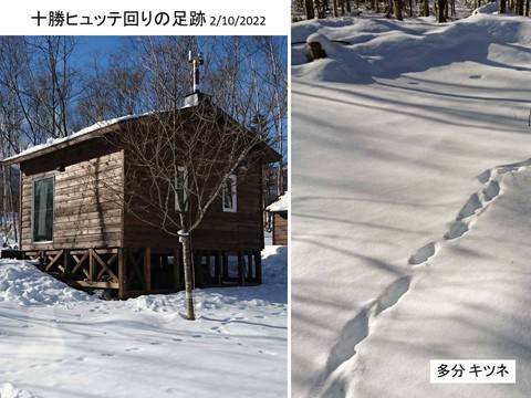 小動物の雪上の足跡2種