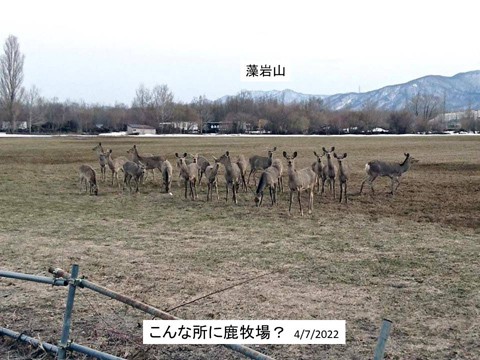 シカ牧場が石狩新港に?