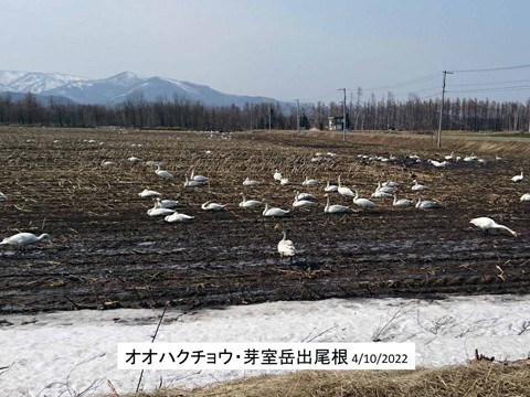 白鳥の群れ 十勝清水旭山の畑