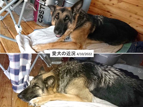 愛犬の前脚 いよいよつらくなった