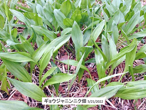 山上のギョウジャニンニク畑