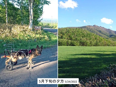 5月下旬の夕方 たっぷりの残照