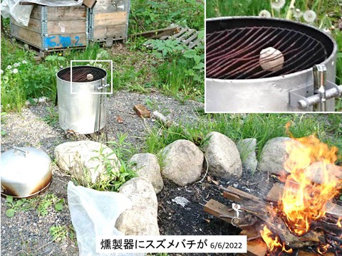 燻製器にスズメバチの巣が