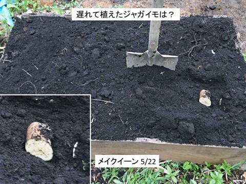 遅れて植えたジャガイモの近況