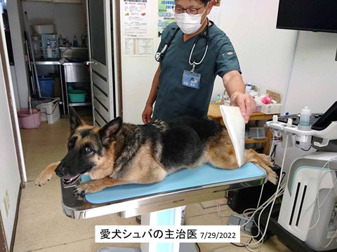 愛犬の主治医 32年のお付き合い