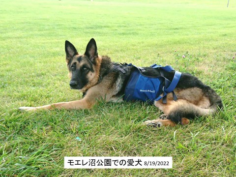 モエレ沼公園での愛犬(1)