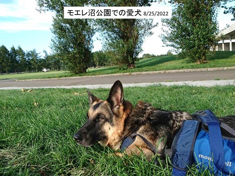 モエレ沼公園での愛犬(2) 秋の空だ