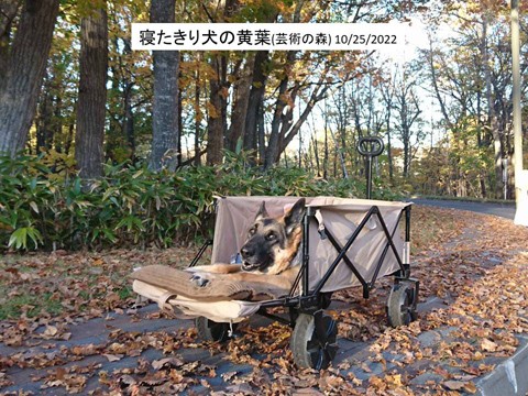 寝たきり犬のハロウイン 札幌芸術の森