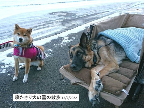 寝たきり犬の雪中散歩