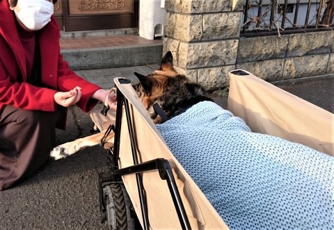 住宅街の雪解け完了 犬散歩