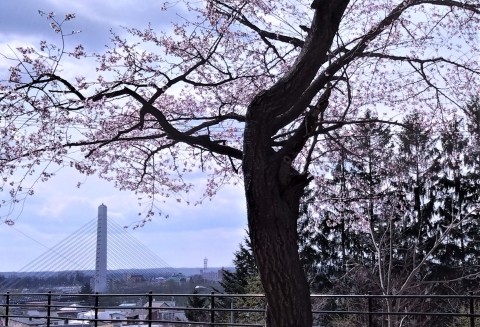 十勝・スズラン公園の桜　4月24日