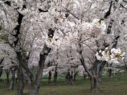 石狩・望来の桜 遅咲きだが見事だ