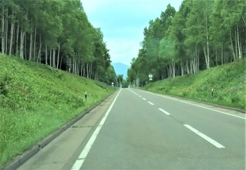 国道273 糠平～三国峠～層雲峡 見事な白樺林