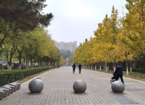 北京の大学構内風景(1) キレイな黄葉