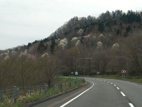 国道274沿いの木花がきれいだ