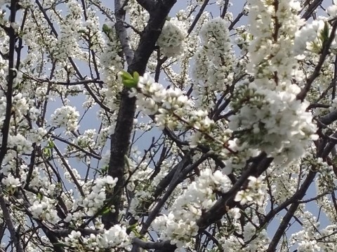 憲法記念日の十勝清水・旭山の春