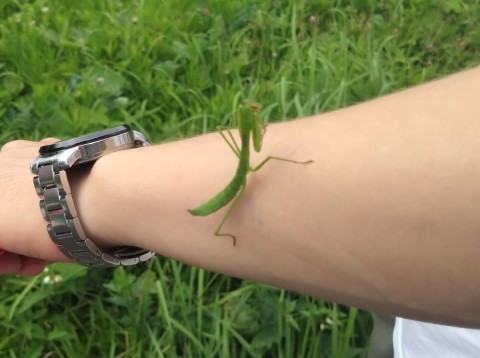 北海道にカマキリはいるのか?