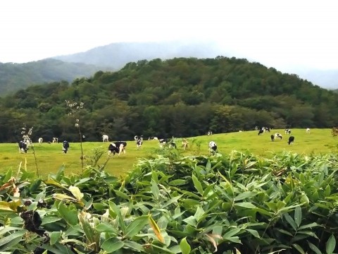 秋の収穫・野花