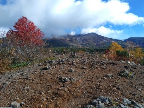 美瑛・望岳台の紅葉・黄葉