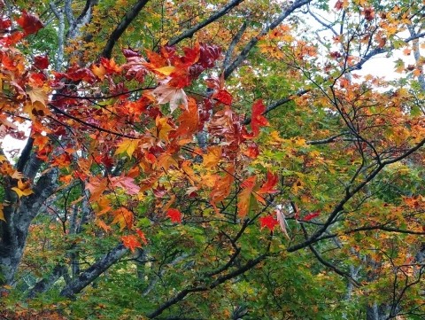 鹿追の福原山荘 紅葉はちょっと早かった