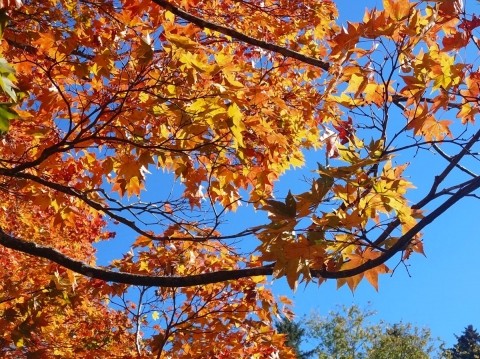 再訪 福原山荘 紅葉・黄葉の最盛期